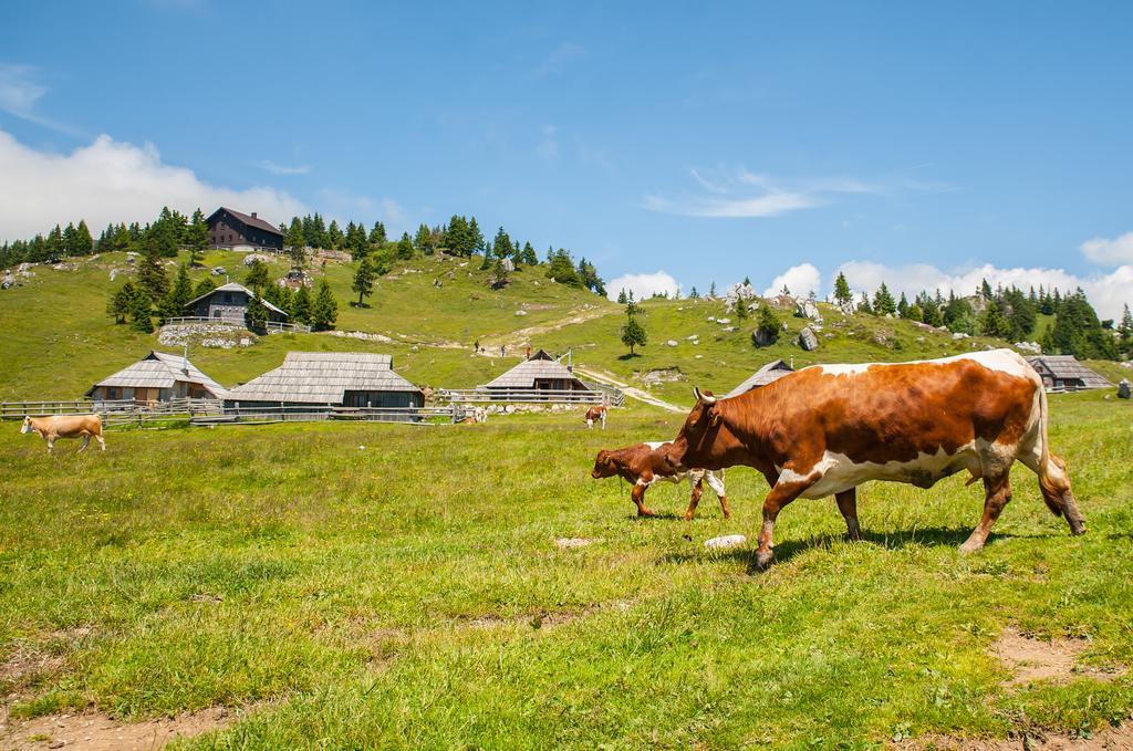 Chalet Tisa Velika Planina Stahovica Pokoj fotografie